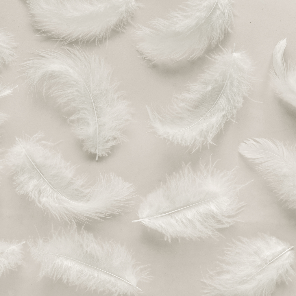 white feathers on what back ground