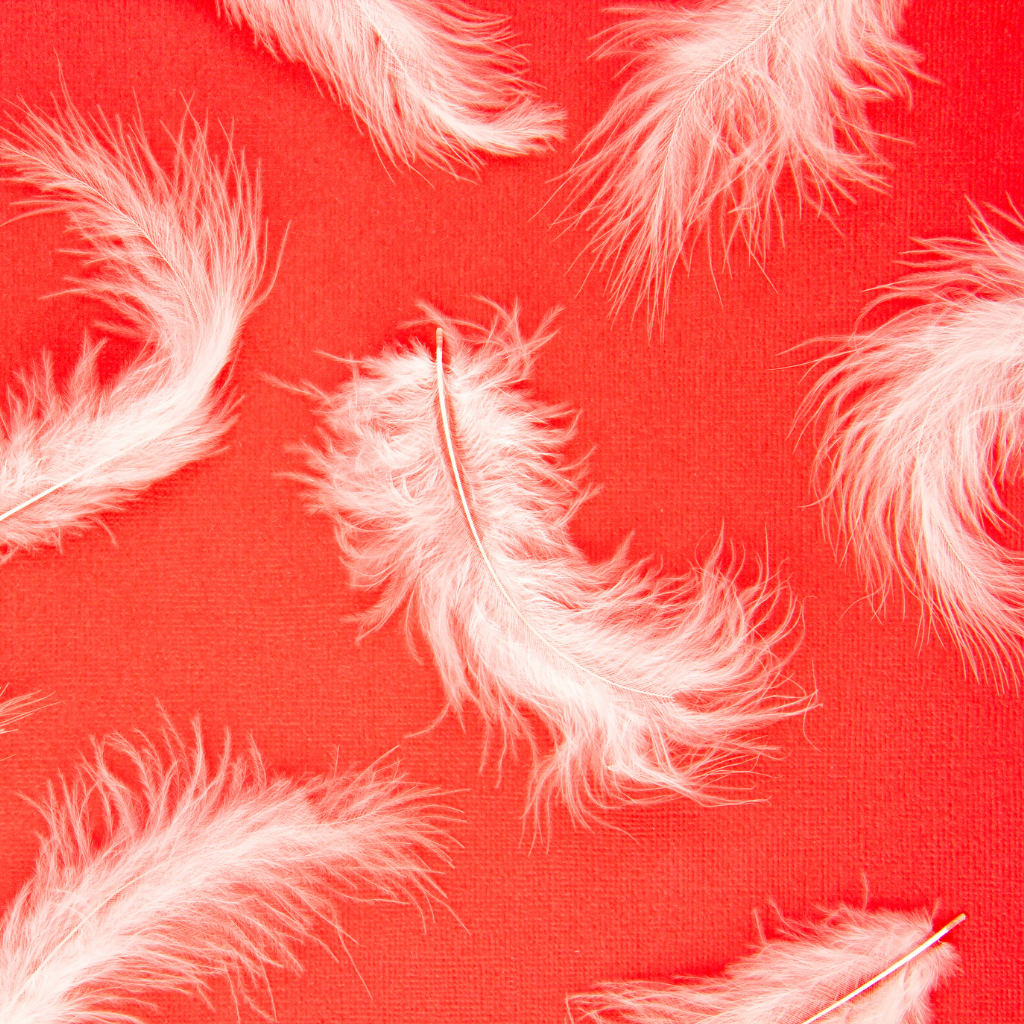 wihte feathers on red back ground